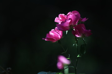 Fototapeta na wymiar Blooming Pink Flowers in the Garden 