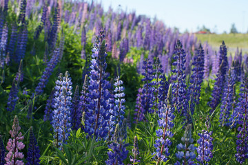 Obraz premium A lot of blue lupine flowers blossomed on the field by the forest