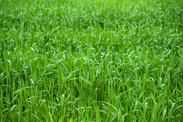 Obraz premium Fresh green grass