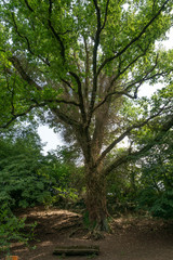 Fototapeta na wymiar old tree grow round of Efue that has been truncated - vertically