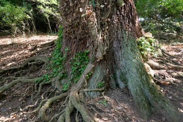 old tree grow round of Efue that has been truncated detail