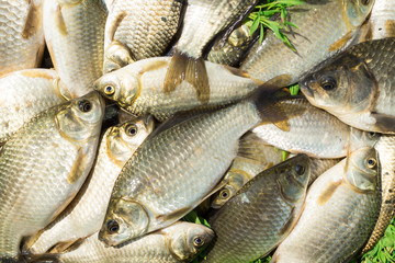 carp on a wooden background
