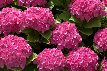 Large pink hydrangeas against the background of green leaves