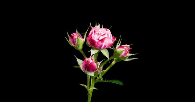 4K Time-lapse of white and red roses on black background