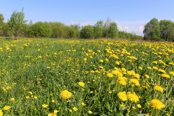 Yellow dandelion against blue sky