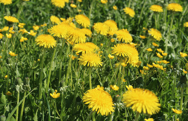 Yellow dandelion against blue sky