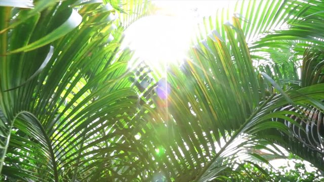 Details: sun look through the leaves of the fern and jungle trees