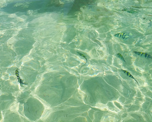 Obraz premium Sea surface aerial view of crystal clear green turquoise rippled sea water and clownfish on beach shallow water for background texture at tropical sea Krabi, Andaman sea, Thailand. 