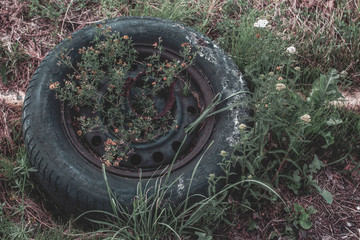 Old car wheel in nature