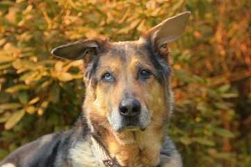 Portrait eines haushundes