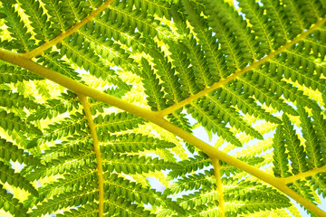 big fern leaves texture