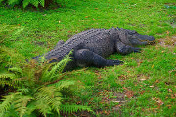 American alligator on the grass