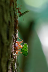 Cooperation, team play, team spirit, team work, addiction, hard-work, agility are the perfect nouns for Leafcutter ants workers (Atta cephalotes), which bring plant parts back to the colony.
