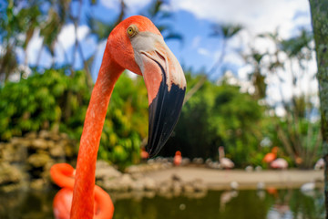Pink flamingos against blurred background