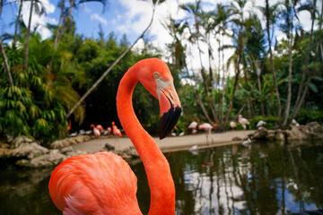 Pink flamingos against blurred background