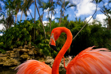 Pink flamingos against blurred background