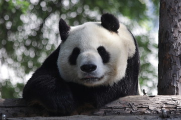 Obraz na płótnie Canvas Sleeping Giant Panda Beijing, China