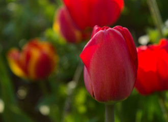 tulip first beautiful and amazing decorative spring flower
