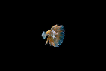 Siamese Fighting Fish isolated on black bacground Thai's betta is one of the most beautiful fish for tanks and aquariums
