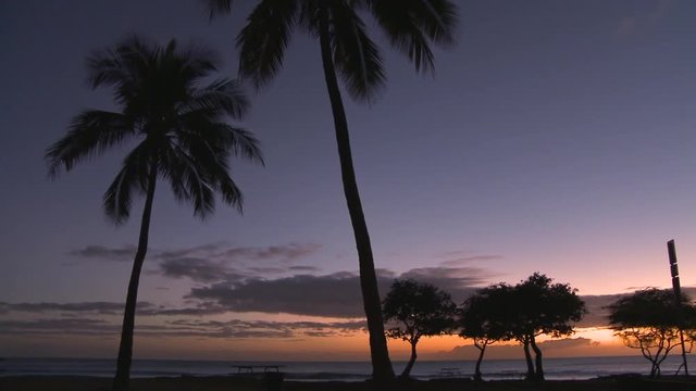 Pan Right to Left: Silhouette of Trees of Haleiwa