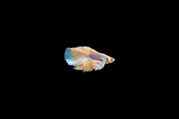 Siamese Fighting Fish isolated on black bacground Thai's betta is one of the most beautiful fish for tanks and aquariums