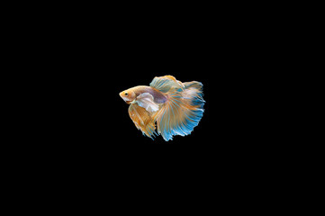 Siamese Fighting Fish isolated on black bacground Thai's betta is one of the most beautiful fish for tanks and aquariums