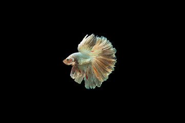 Siamese Fighting Fish isolated on black bacground Thai's betta is one of the most beautiful fish for tanks and aquariums