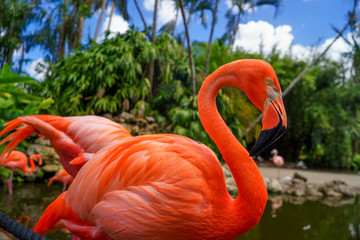 Pink flamingos against blurred background