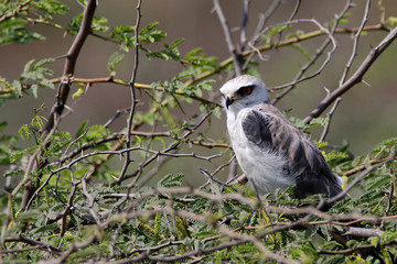 Black Winged Kites are raptors among kite family. With beautiful red eyes the hunt for their favorite mouse. 60% success rate in hunting 