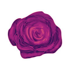 Bright beautiful purple rose bud isolated on white