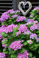 Hortensienblüten in Pink Hydrangea macrophilla