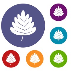 Hawthorn leaf icons set in flat circle red, blue and green color for web