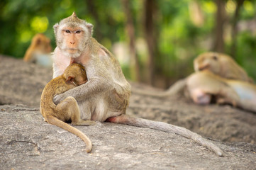 Long-tailed macaque, in Thailand, Saraburi a wildlife sanctuary