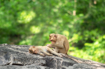 Long-tailed macaque, in Thailand, Saraburi a wildlife sanctuary