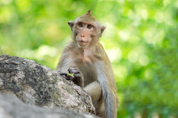 Fototapeta premium Long-tailed macaque, in Thailand, Saraburi a wildlife sanctuary