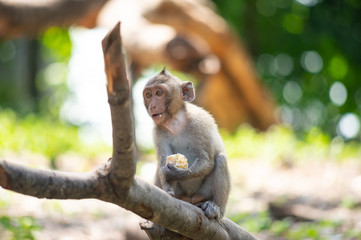 Long-tailed macaque, in Thailand, Saraburi a wildlife sanctuary