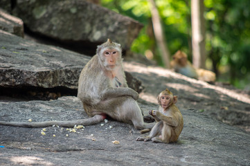 Long-tailed macaque, in Thailand, Saraburi a wildlife sanctuary