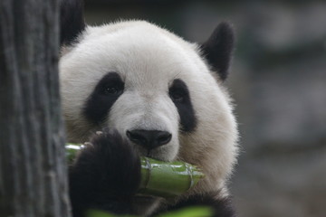 Giant Panda, Meng Lan, Enjoys Eating Bamboo Shoot, Beijing, China
