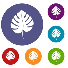 Leaf of monstera icons set in flat circle red, blue and green color for web