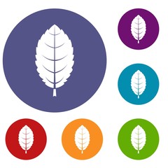 Plum leaf icons set in flat circle red, blue and green color for web