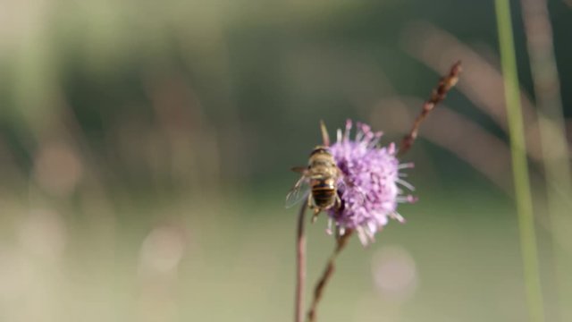 violette Blume mit Insekt