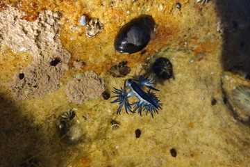 Blue Dragon, Glaucus Atlanticus, Blue Sea Slug