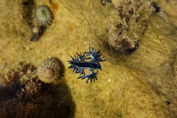 Blue Dragon, Glaucus Atlanticus, Blue Sea Slug