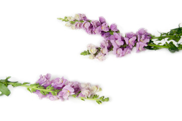 lilac flowers of a lion's pharynx lie on  white background