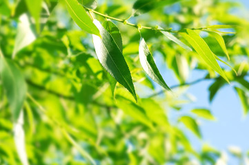 Branch of pussy willow with fresh green leaves against the sky