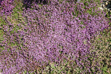 thyme flowers background