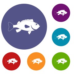 Sea bass fish icons set in flat circle red, blue and green color for web
