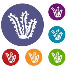 Seaweed icons set in flat circle red, blue and green color for web