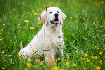 Golden retriever puppy in the grass © fotorince