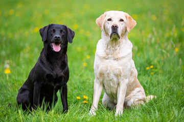 Two Labradors sitting in a meadow, black and bright